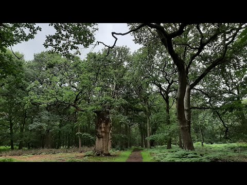 ASMR magical forest walk | soft speaking & nature sounds 🌲