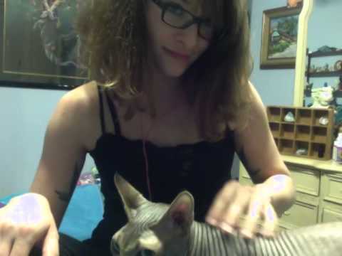 Purring Petting Hairless Cat