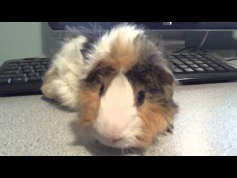 guinea pig WINKS  (pets & animals)