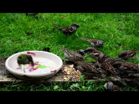 ASMR: Feeding Birds In My Back Yard - No Talking
