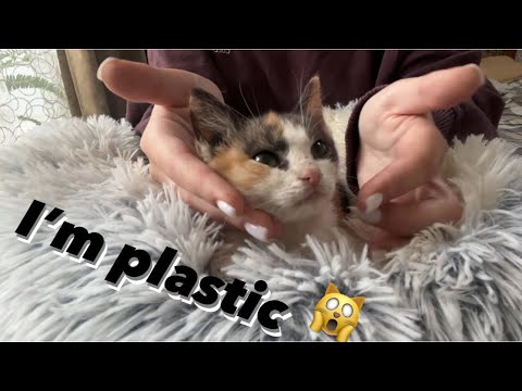 Asmr Tapping on PLASTIC Kitty in 1 Minute 🥺