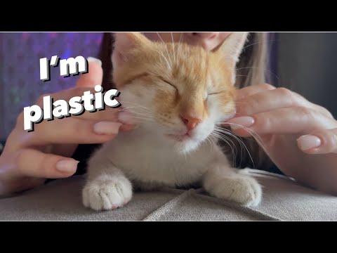 Asmr tapping on plastic Kitty
