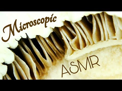 ASMR Microscopic Food Exploration under a Microscope