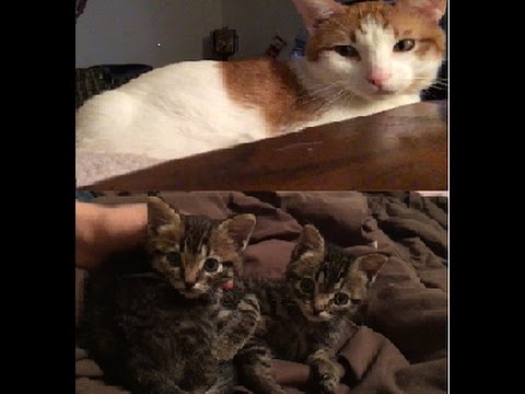 ASMR: Kitten Petting, Purring, and Scratching 😻