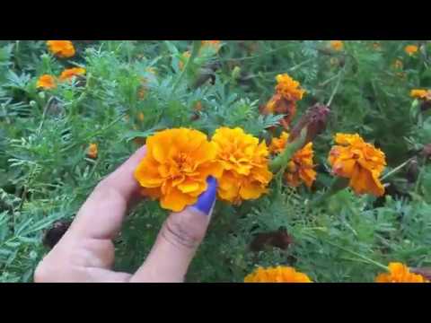 ASMR Inaudible Whispers, Layered Sounds and a Gorgeous Summer Garden Vlog