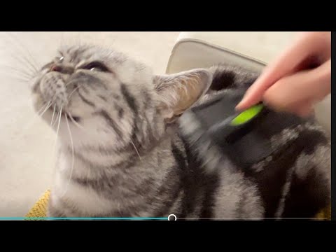 ASMR Brushing Cat Joy 🐱