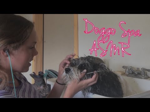 ASMR for dogs & humans who love dogs