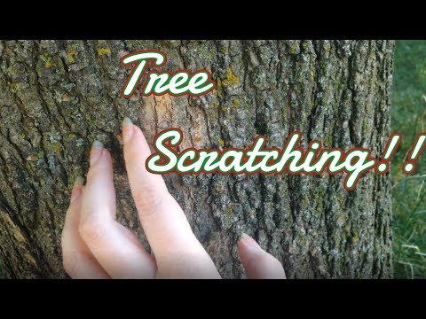 ASMR HARD Scratching on Tree
