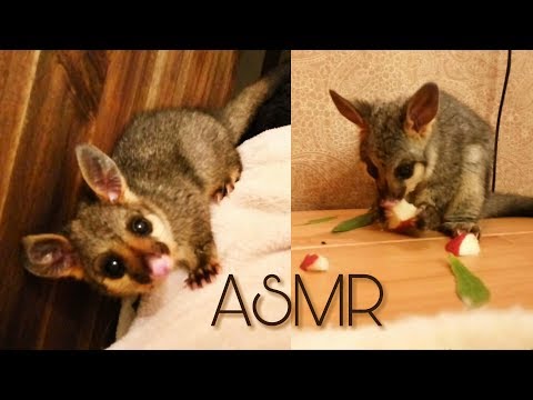 ASMR Cute Baby Australian Possum (Eating Apples, Carrots, Snuggling, and Running Amok)