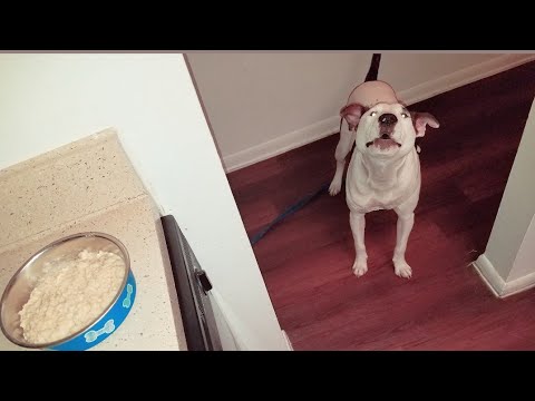 ASMR DOG 🐾 brushing and eating sounds *minimal whispering*