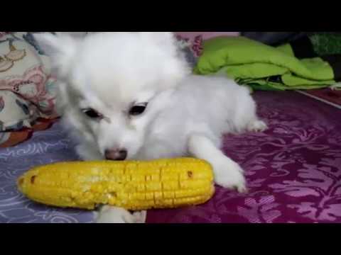 My Dog Tries ASMR For The First Time