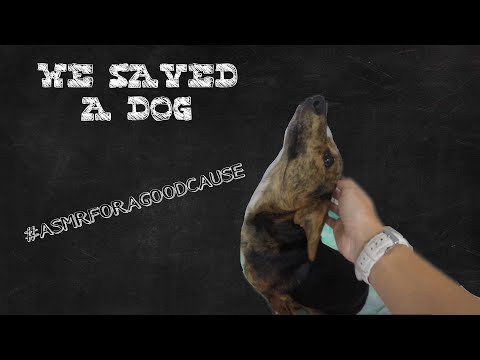 ❤️ WE SAVED A DOG ❤️ #ASMRFORAGOODCAUSE REVEAL
