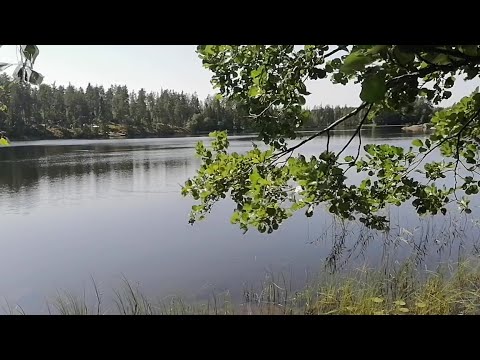 ASMR - Relaxing walk in a Finnish forest and swamp - Special video