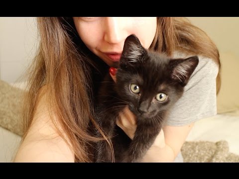 ASMR Kitten Eating Sounds | Purring & Play