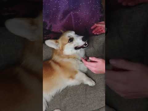 dog tries  ASMR for the 1st time #shorts
