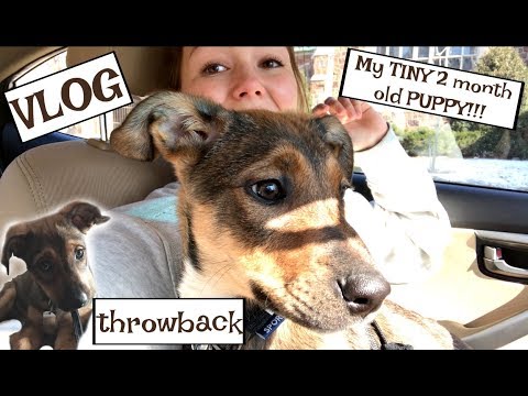 My 2 MONTH OLD PUPPY!!! ((cutest vlog ever)) Exploring Minneapolis, MN.