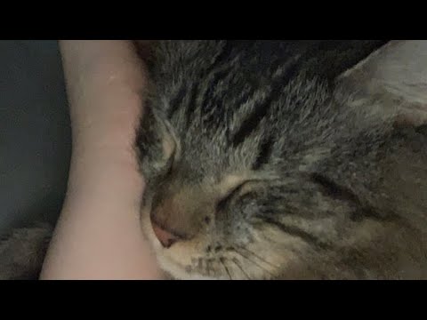 ASMR brushing my cat with my new mic cover